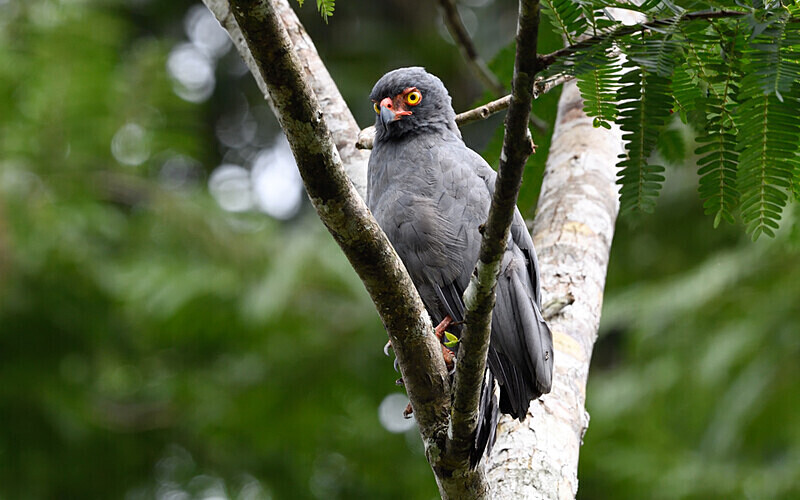 Slate-Coloured Hawk - Pacaya Samiria Pérou 2022