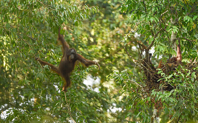 Danum valley - Sabah avril 2024 Borneo Malaisie