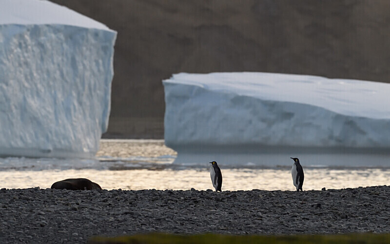 Fortuna bay South Georgia - Ushuaïa Malvinas South Georgia Antartica Peninsula