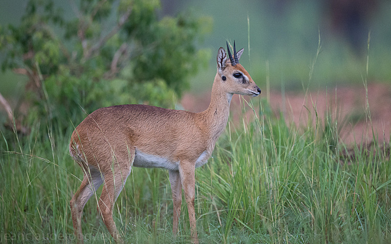 The magnificent Murchison national park - Uganda 2016
