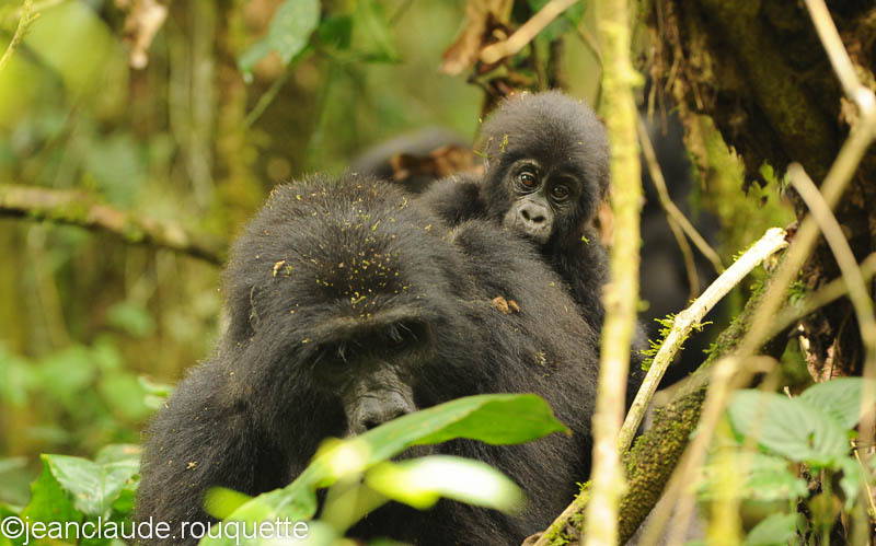 Mother and child. - Bwindi impenetrable forest Uganda 2012