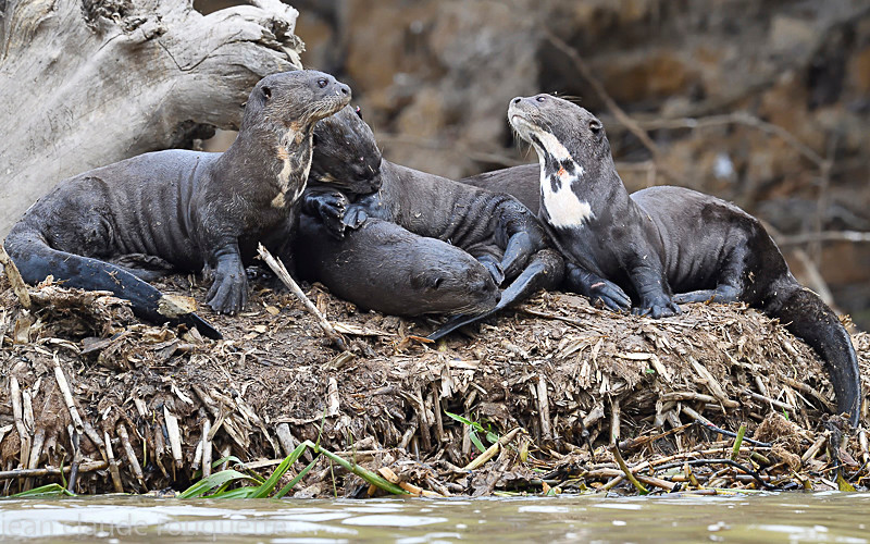  - Pantanal 2018 Porto Jofré