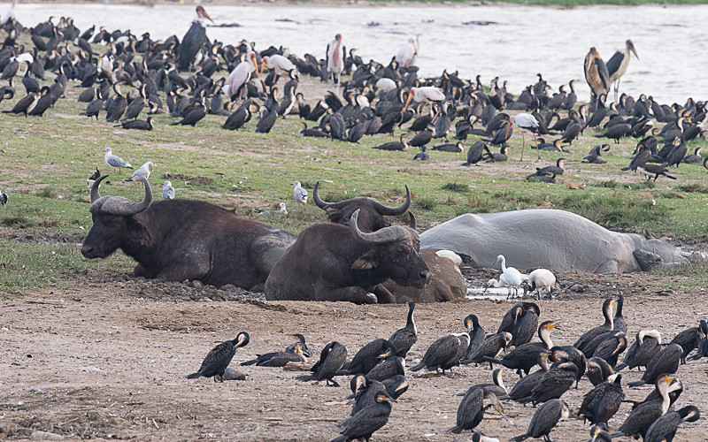 Kazinga channel - Uganda 2016