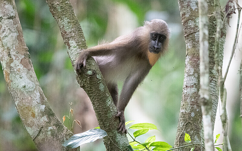 Female mandrill - Parc national de La Lope (Gabon 2024)