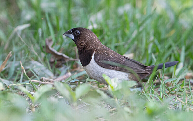 White-rumped Munia - Sundarban National Park North East India February 2025