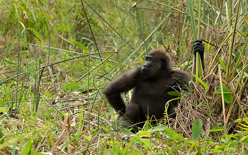  - Loango national park (Gabon 2024)