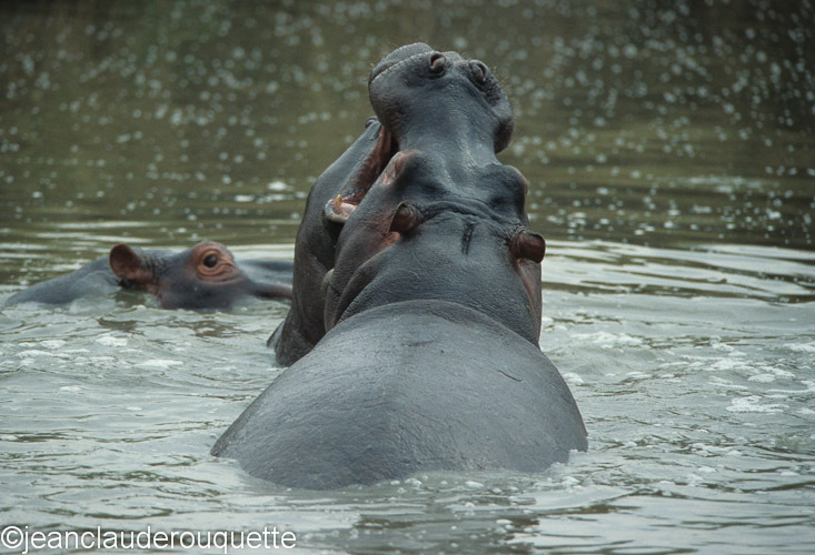 Hippo pool - Serengeti N.P. and N'gorongoro Tanzania 1998, 2005 and 2006