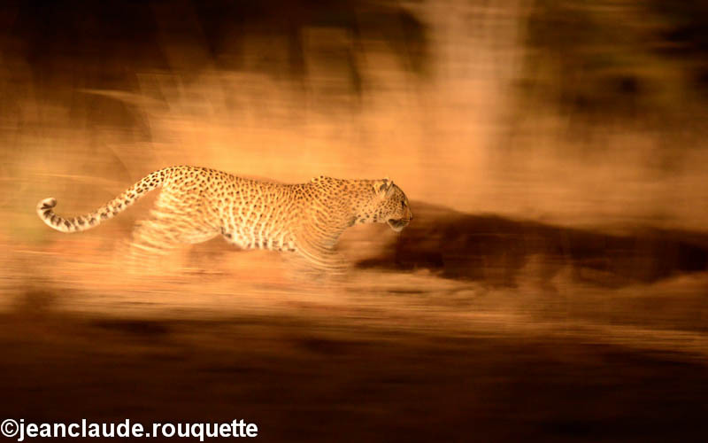 Leopard running - South Luangwa N.P. Zambia 2013