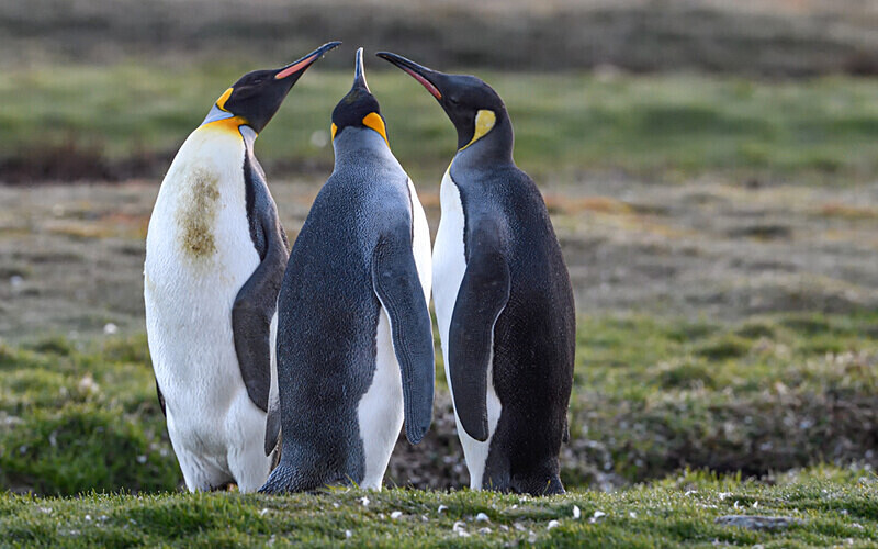  - Ushuaïa Malvinas South Georgia Antartica Peninsula