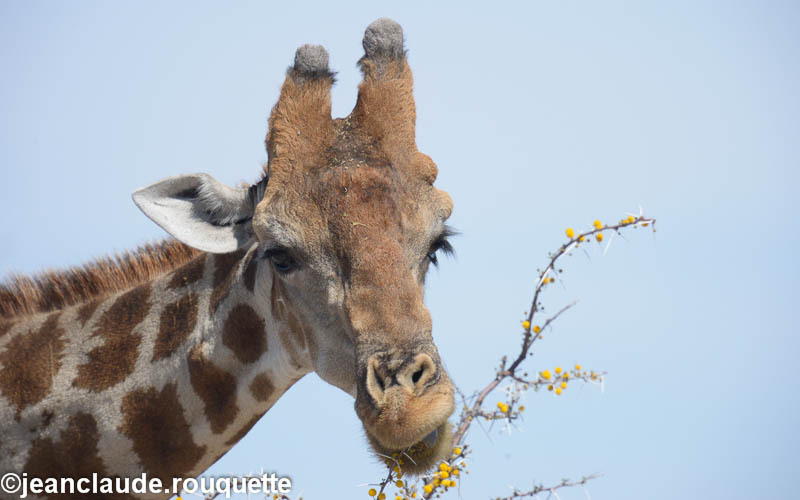Giraffe - Etosha N.P.(Namibia 2013)