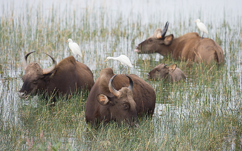 Gaurs feeding on grass in the lake - Tadoba national park (India 2016)