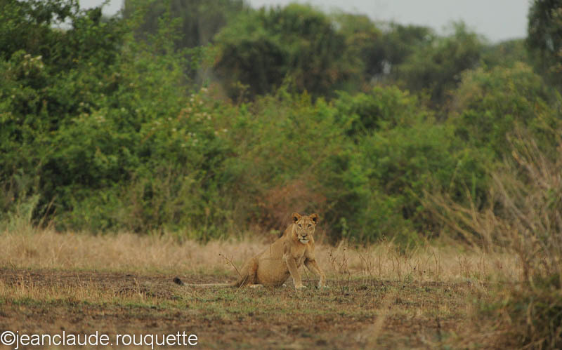 Lionness - Queen Elisabeth N.P. Uganda 2012