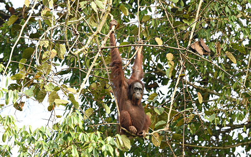 Danum valley - Sabah avril 2024 Borneo Malaisie