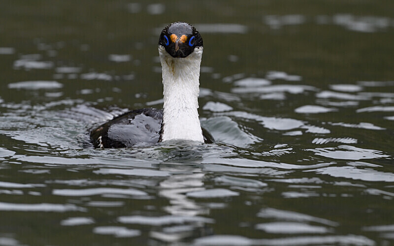 Imperial Cormorant - Ushuaïa Malvinas South Georgia Antartica Peninsula