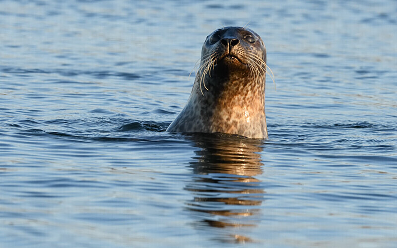 Phoque commun - Shetlands and Cairngorn national park (Scotland)