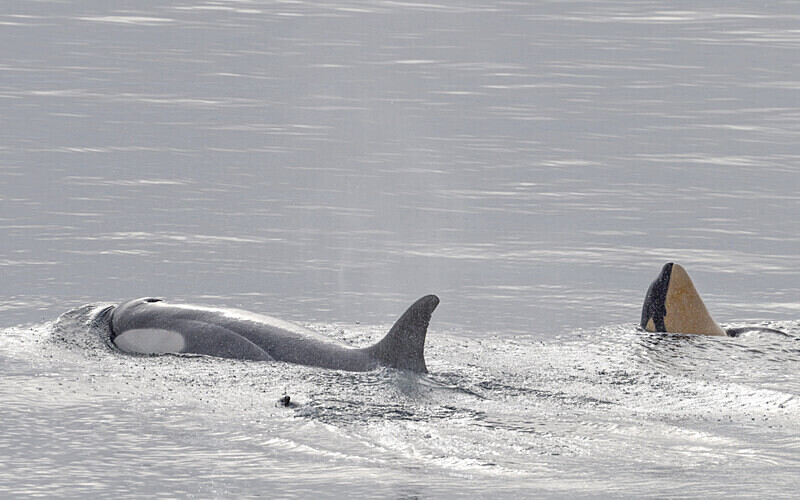 Female Orca and baby - Ushuaïa Malvinas South Georgia Antartica Peninsula