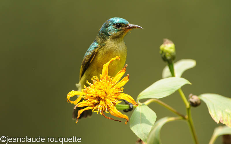 Male variable sunbird - Bwindi impenetrable forest Uganda 2012