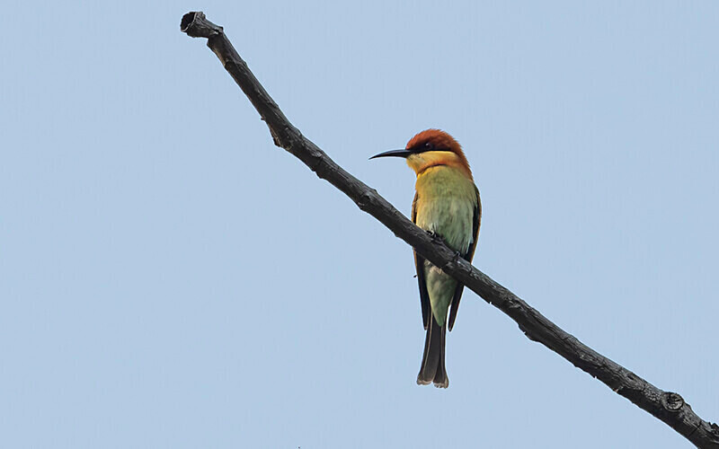 Chesnut-headed Bee-eater - Manas National Park North East India 2025