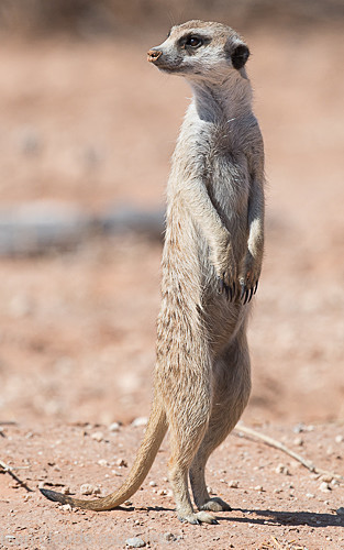 Suricate - Kgalagadi transfrontier park (2017)