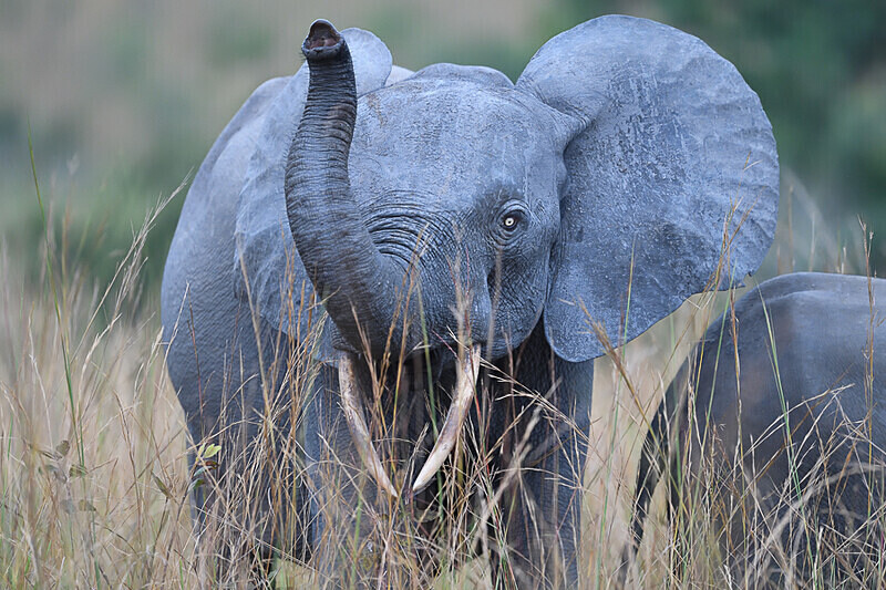  - Parc national de La Lope (Gabon 2024)