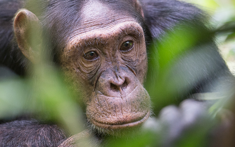 Kibale - Uganda 2016