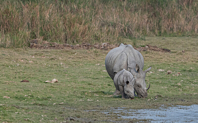 Mam and baby - Kaziranga National Park Noth East India 2025