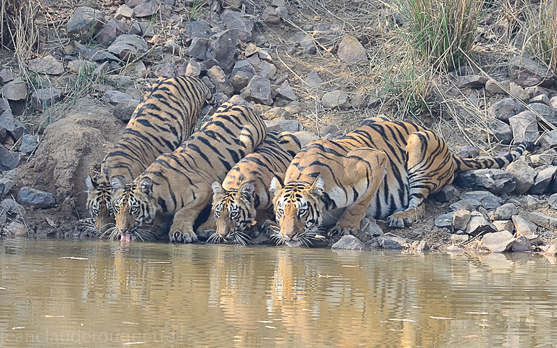  - Tadoba national park (India 2016)