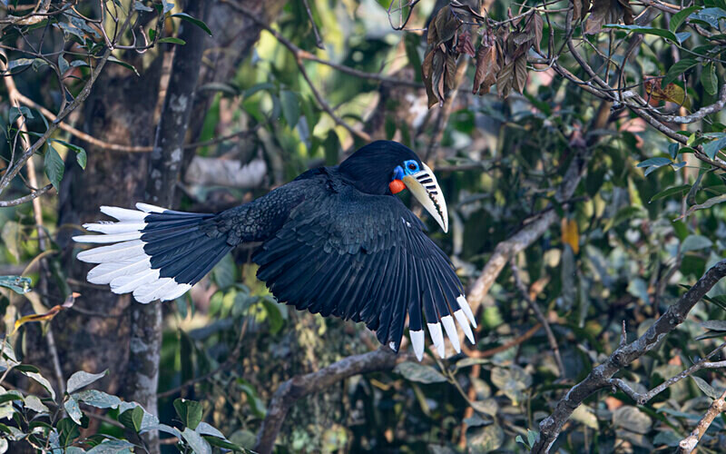 Rufous-necked Hornbill female - Latpanchar