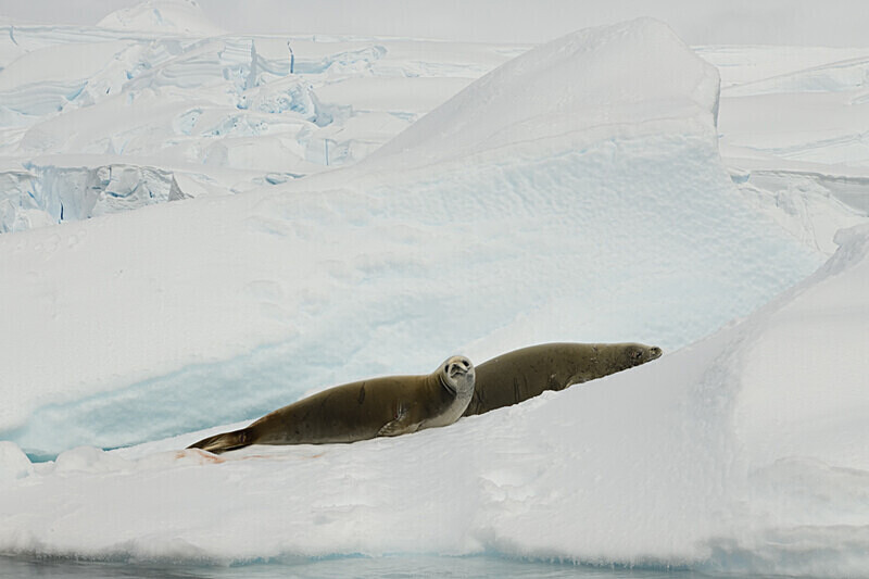 Crabeater Seals - Ushuaïa Malvinas South Georgia Antartica Peninsula