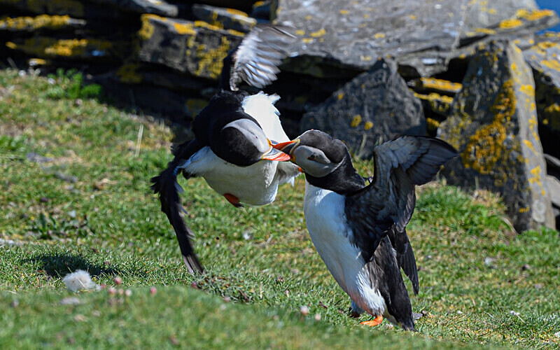 Noss - Shetlands and Cairngorn national park (Scotland)