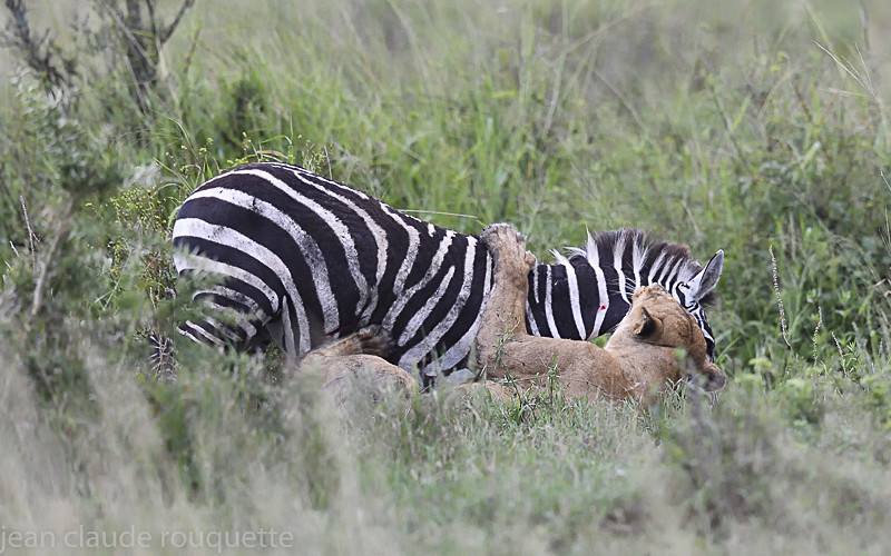  - Serengeti N.P. and N'Gorongoro Tanzania 2018