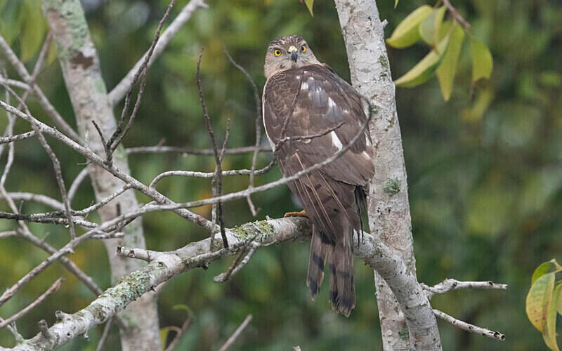 Shikra - Sundarban National Park North East India February 2025