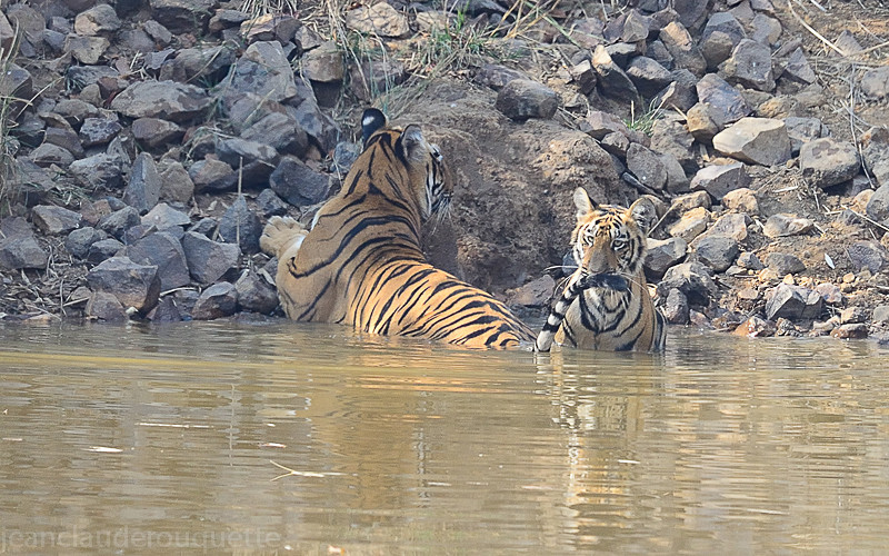  - Tadoba national park (India 2016)