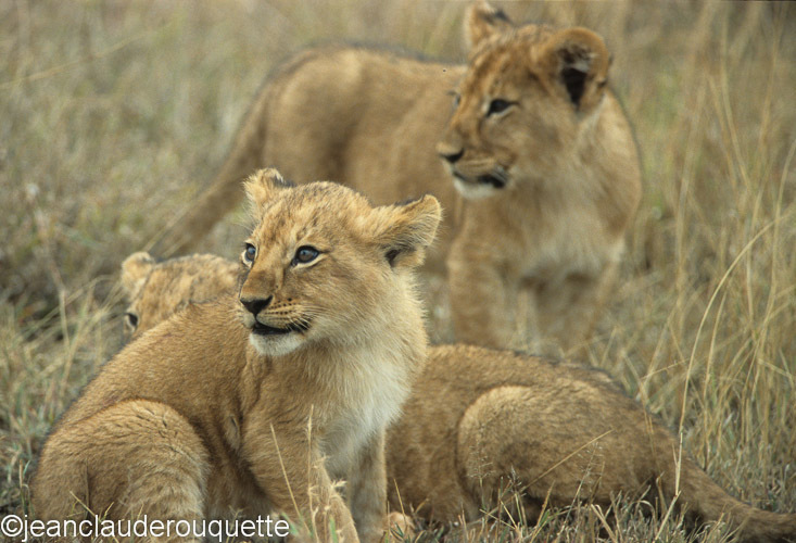Cubs - Serengeti N.P. and N'gorongoro Tanzania 1998, 2005 and 2006