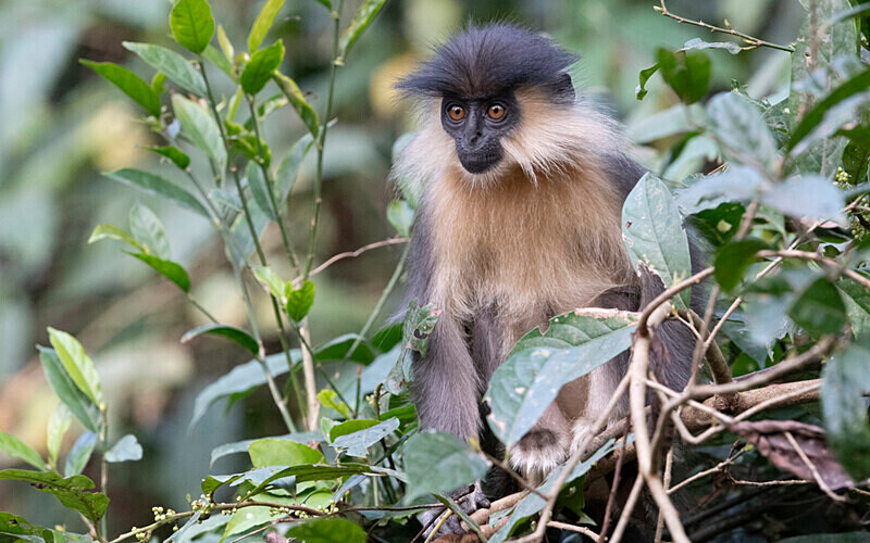 Capped Langur - Manas National Park North East India 2025