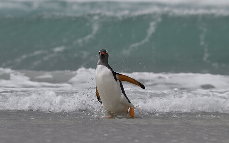  - Ushuaïa Malvinas South Georgia Antartica Peninsula