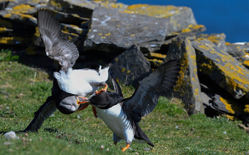 Noss - Shetlands and Cairngorn national park (Scotland)