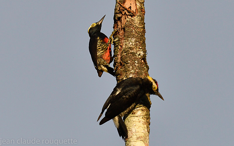 Yellow-tufted Woodpecker - Mamiraua (brésil 2018)