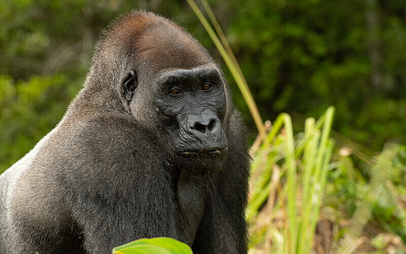 Silver back - Loango national park (Gabon 2024)