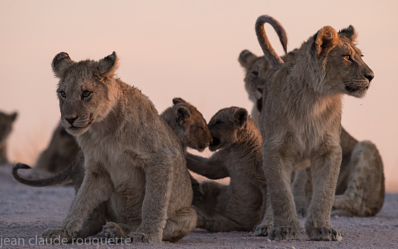  - Kgalagadi transfrontier park (2017)