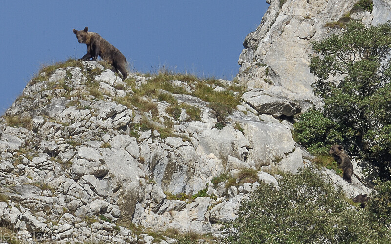 Ourse et ses deux petits - Cordillera Cantabrica 2021