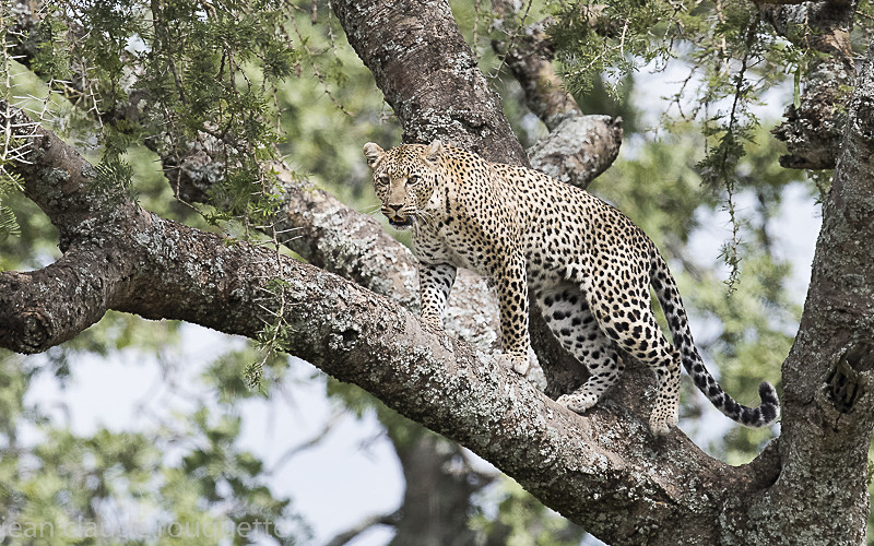  - Serengeti N.P. and N'Gorongoro Tanzania 2018