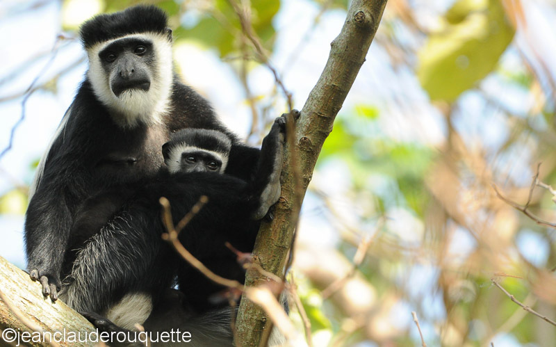Black and white colobus - Kibale N.P. Uganda 2012