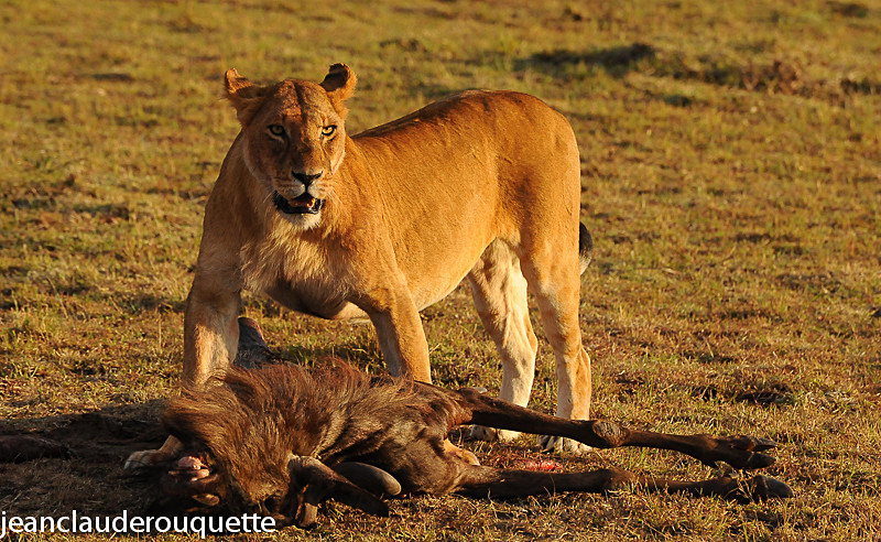 Lionness has kiilled a wildbeest. - Masai mara 2009 oloololo gate (Kenya 2009)