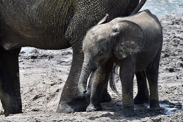  - Dzanga Sangha National Park (République Centrafricaine) 2019