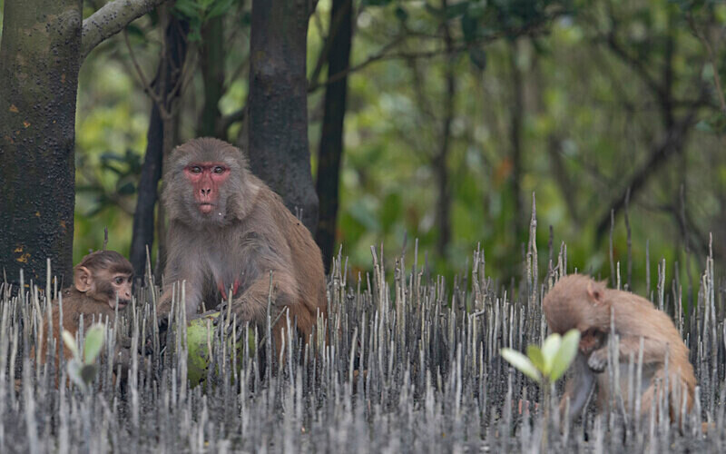 Rhesus Macaques - Sundarban National Park North East India February 2025