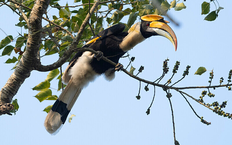Great Hornbill - Kaziranga National Park Noth East India 2025