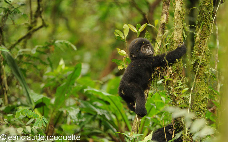 Baby mountain gorilla. - Bwindi impenetrable forest Uganda 2012