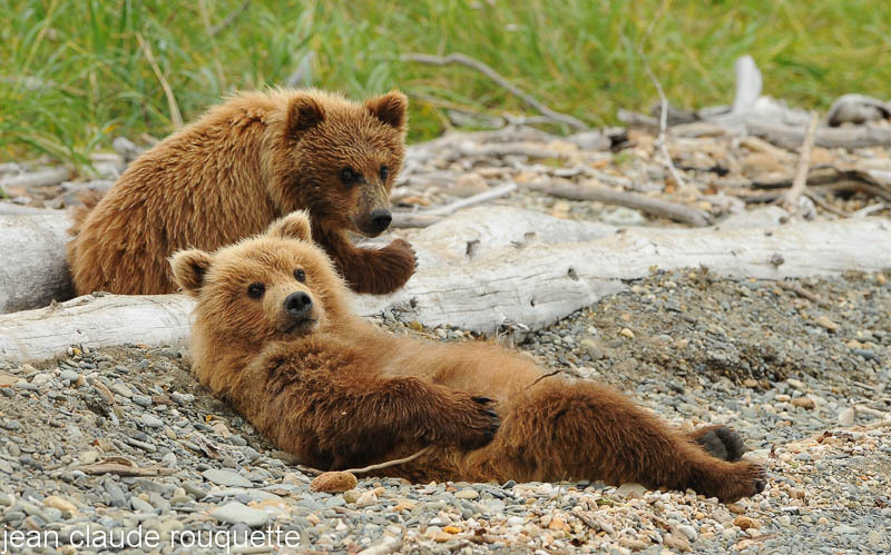 Grizzly cubs at Margot creek. - Katmaï National Park ( Alaska 2010)