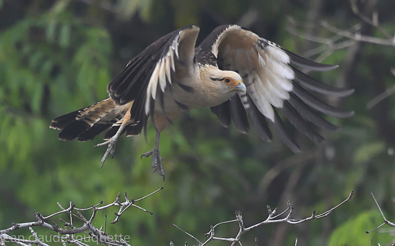 Yellow-headed caracara - Mamiraua (brésil 2018)